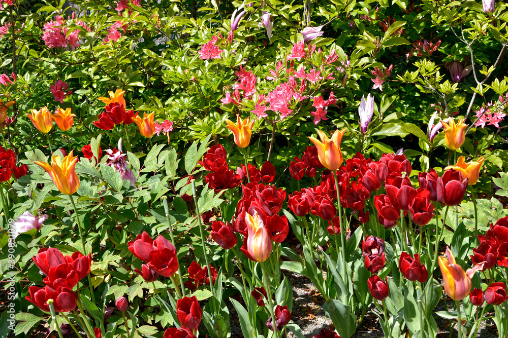 closeup red and orange tulips (Tulipa) 
