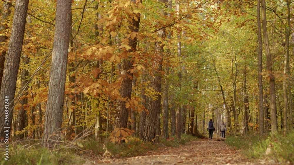 Forest walk on a sunny autumn day, 4k Forest walk on a sunny autumn day, 4k