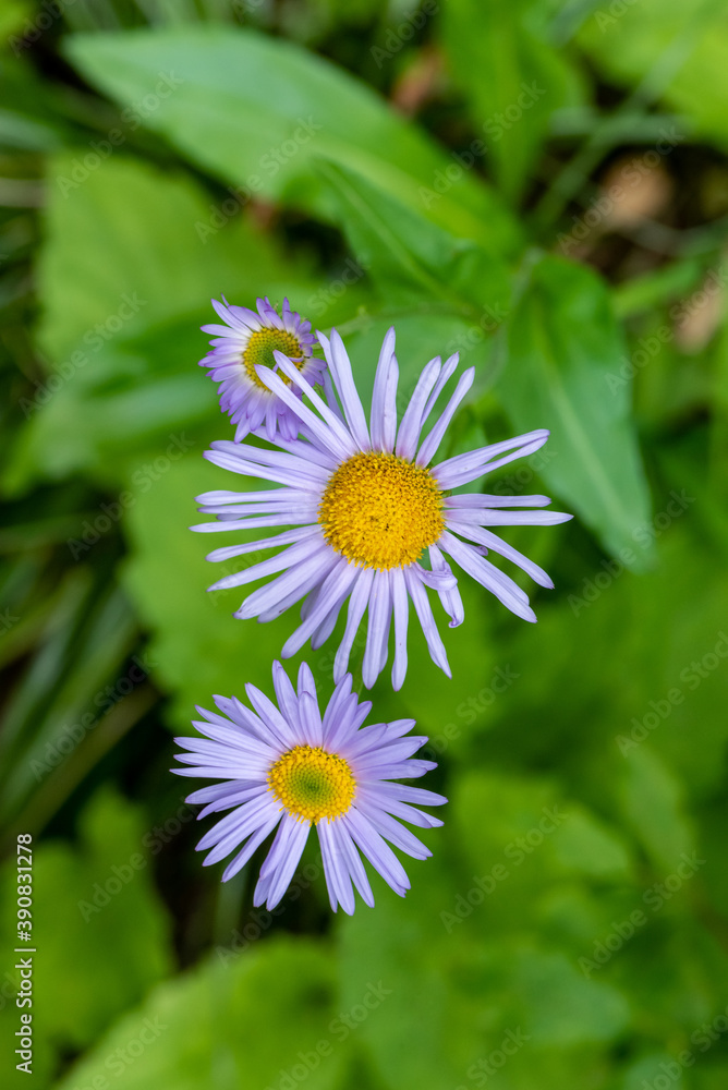 Obraz premium Smooth Blue Aster