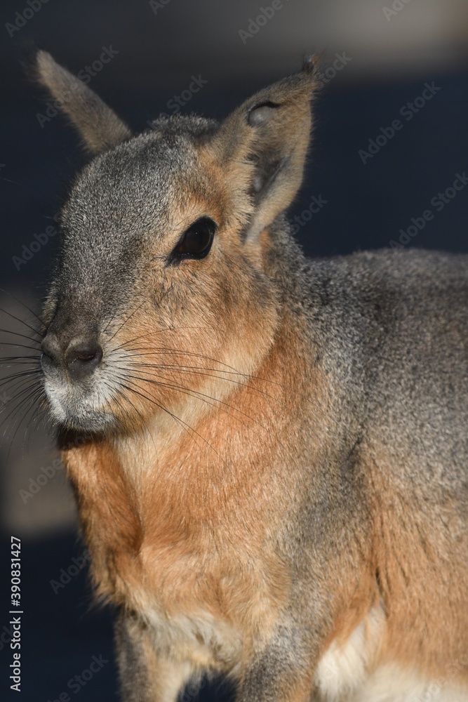 Fototapeta premium マーラ