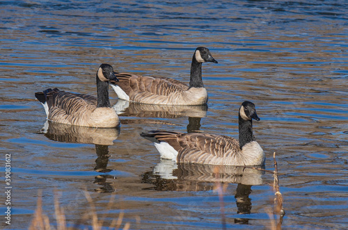 country goose family