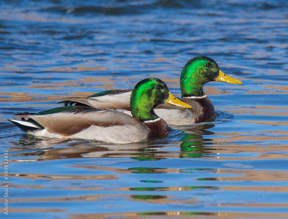 Obraz premium ducks on the water