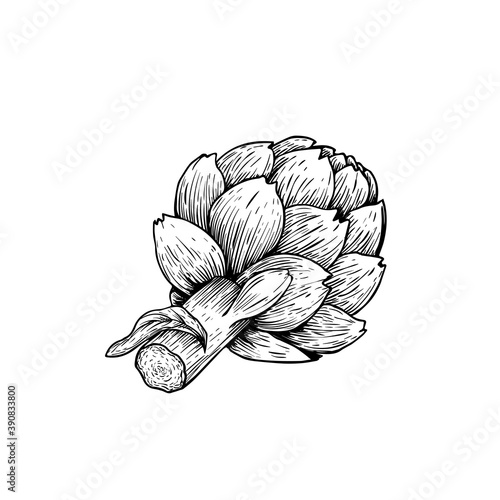 Artichoke sketch style. Hand drawn illustration of eco farm fresh product. Detailed drawing. Herbs vintage style illustration. Vector isolated on white background.