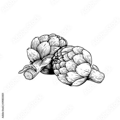 Artichokes group sketch style. Hand drawn illustration of eco farm fresh product. Detailed drawing. Herbs vintage style illustration. Vector isolated on white background.
