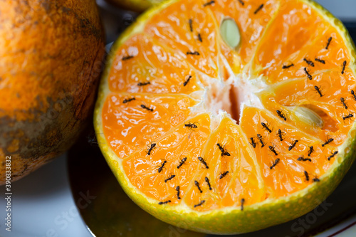 Ants on orange slice, selective focus