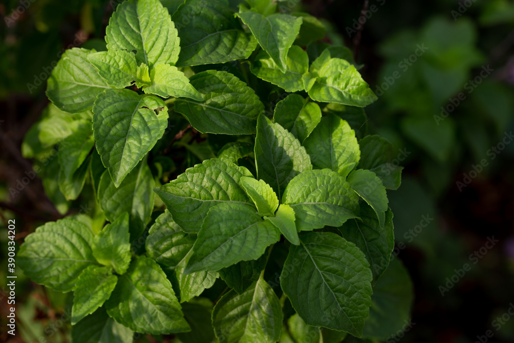Holy basil tree in garden with morning sunlight and blurred background Holy basil tree in garden with morning sunlight and blurred background