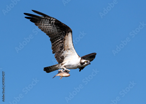 osprey in flight with a fish