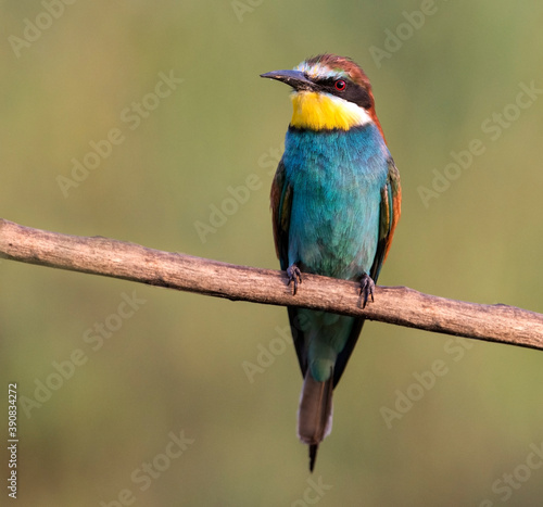 Bee eater on a branch © Barry