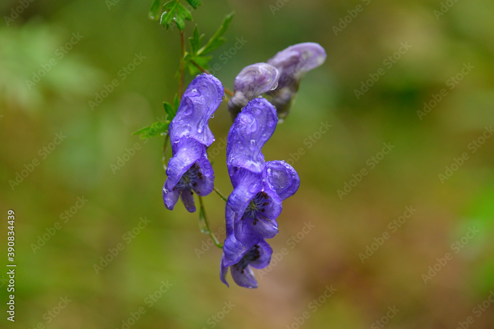 Blauer Eisenhut (Aconitum napellus) in den Alpen Blauer Eisenhut (Aconitum napellus) in den Alpen
