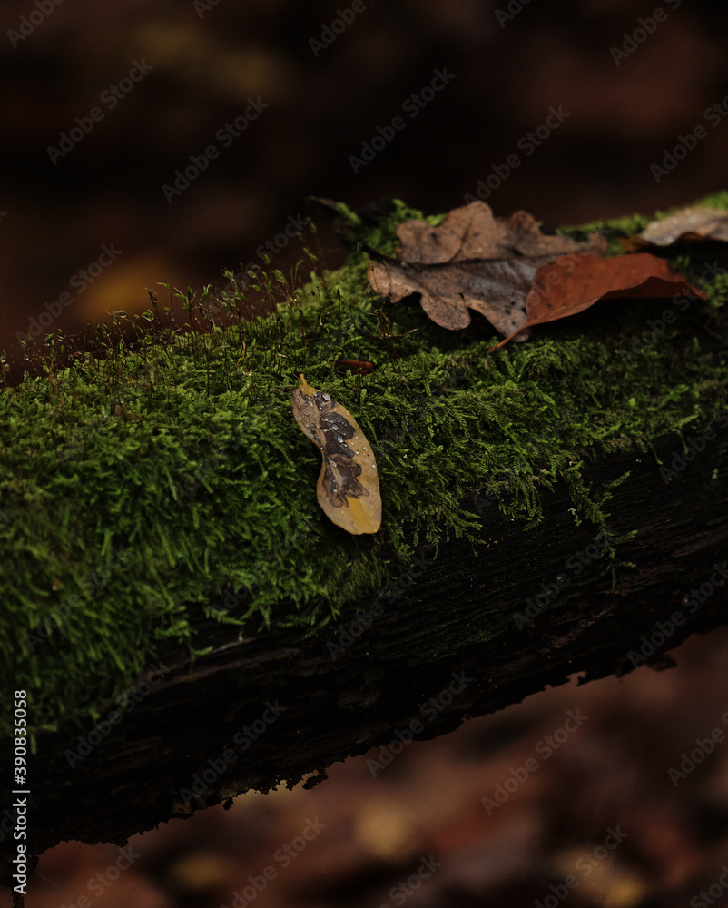 Obraz premium green moss on the tree