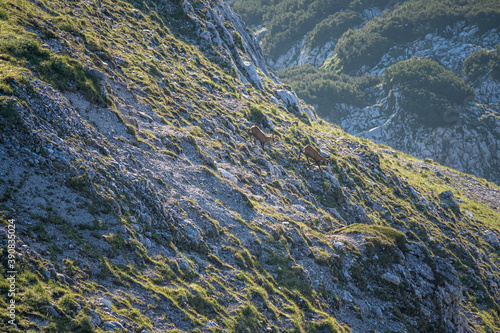 Sonnjoch beim Achensee Achenkirch in Tirol Österreich photo