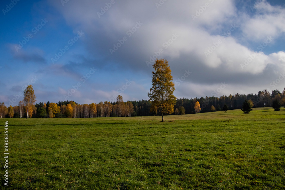 autumn landescape with wild field, yellow forest and sunny sky 