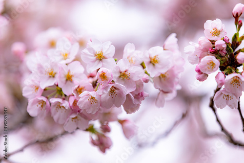 桜の花びら