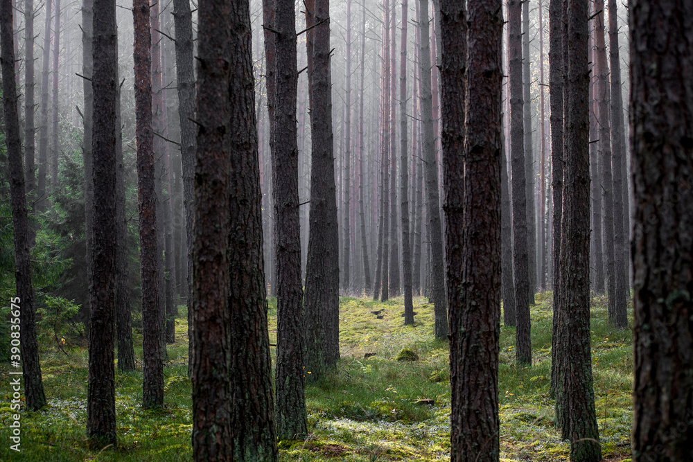 Naklejka premium Spooky mood in a coniferous forest. Dark pine tree trunks are surrounded by the fog. Selective focus on the trunks, blurred background.