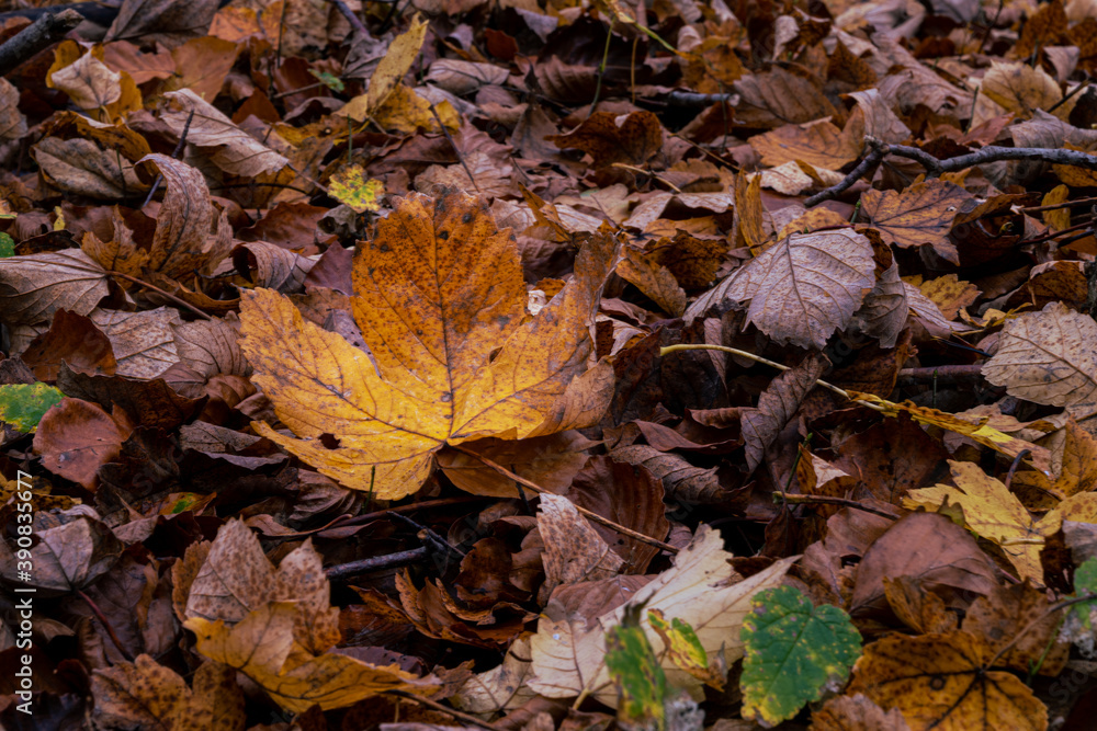 A closeup picture of a brown autumn leaves in a European Beech forest. Picture from Scania county, southern Sweden A closeup picture of a brown autumn leaves in a European Beech forest. Picture from Scania county, southern Sweden