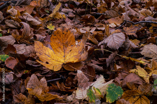A closeup picture of a brown autumn leaves in a European Beech forest. Picture from Scania county  southern Sweden