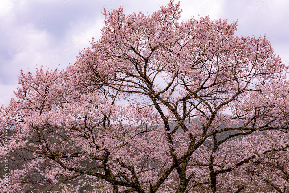 満開の桜の大木