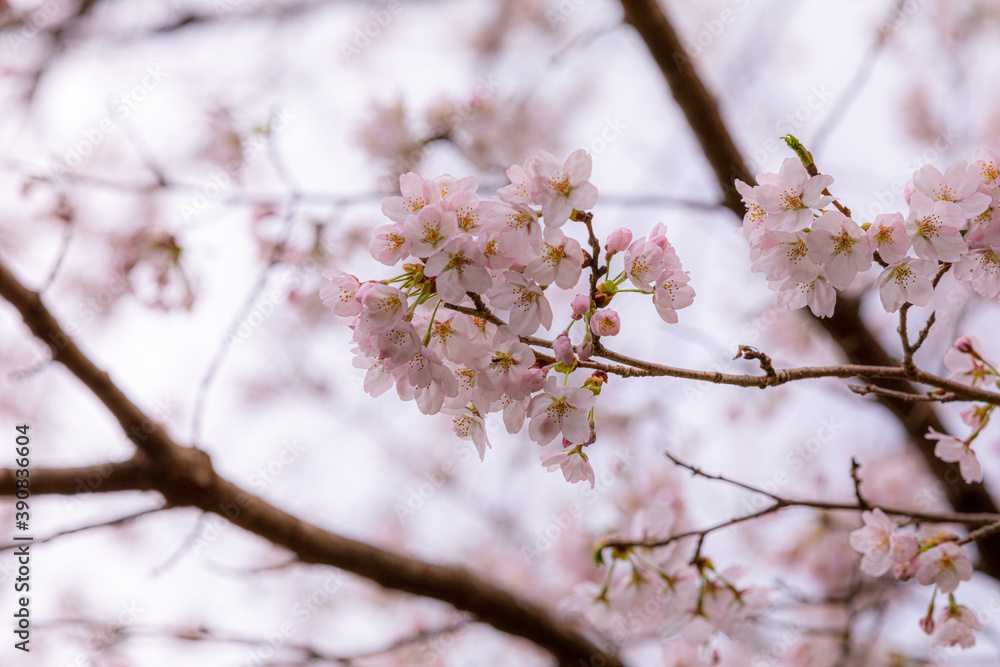 満開の桜