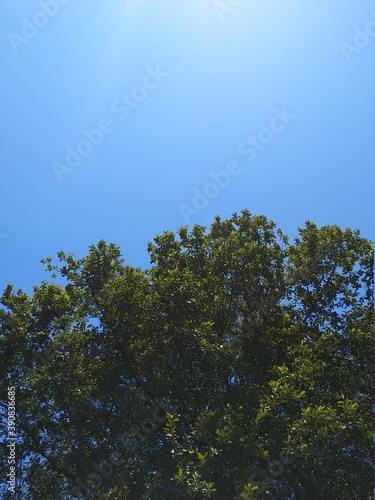 trees and sky