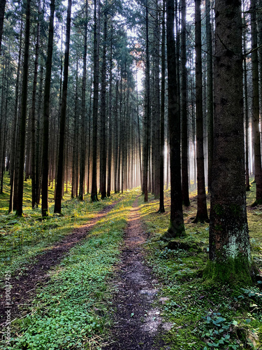 Sonnenstrahlen sind das Kitzeln des Waldes