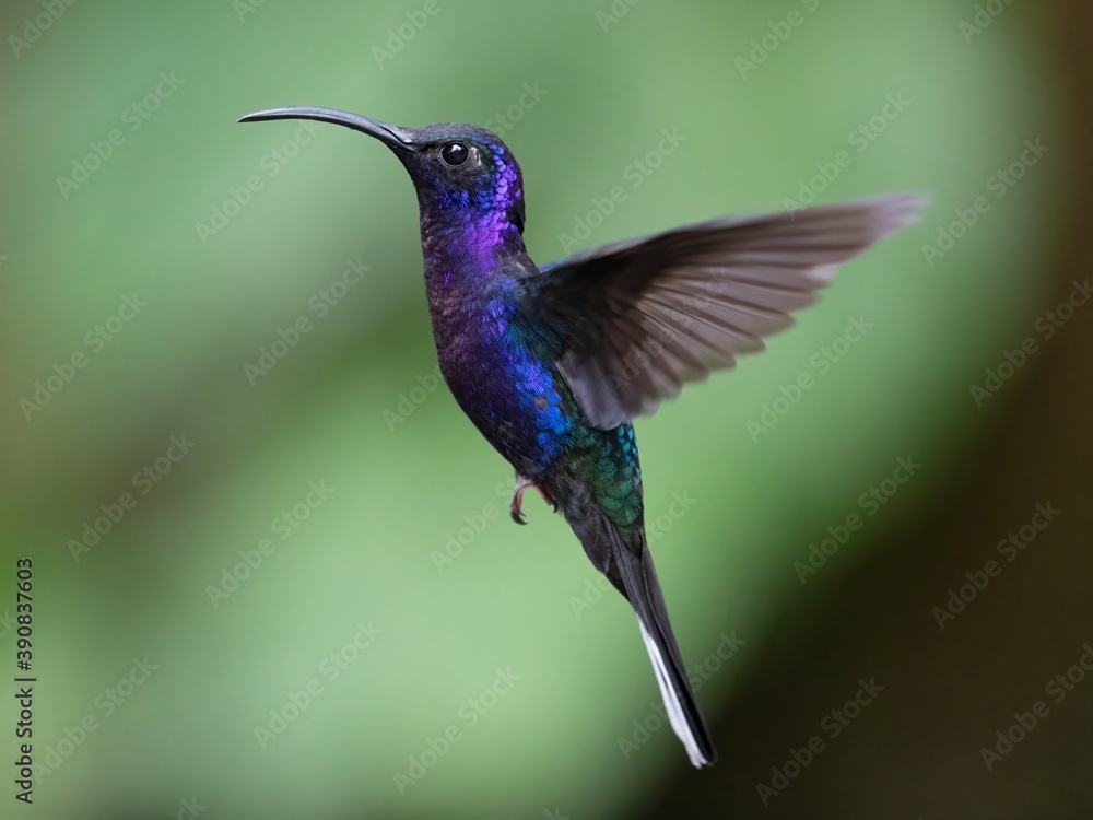 Obraz premium Violet Sabrewing - large hummingbird in Costa Rican tropical forest