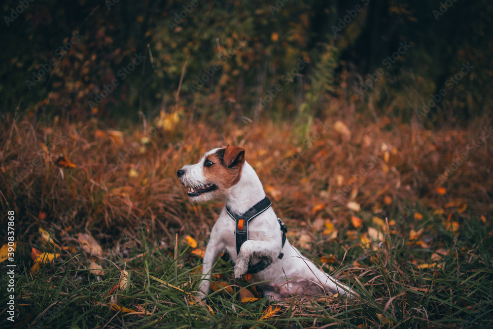 Cute Parson Russell Terrier Autumn Portrait Cute Parson Russell Terrier Autumn Portrait