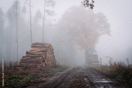 Misty Forest Scenery