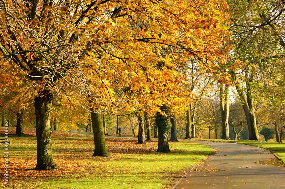 Naklejka premium autumn colour in the park.
