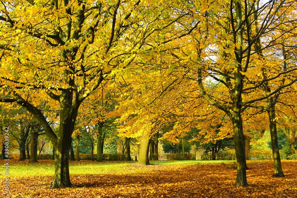 Naklejka premium autumn in the park