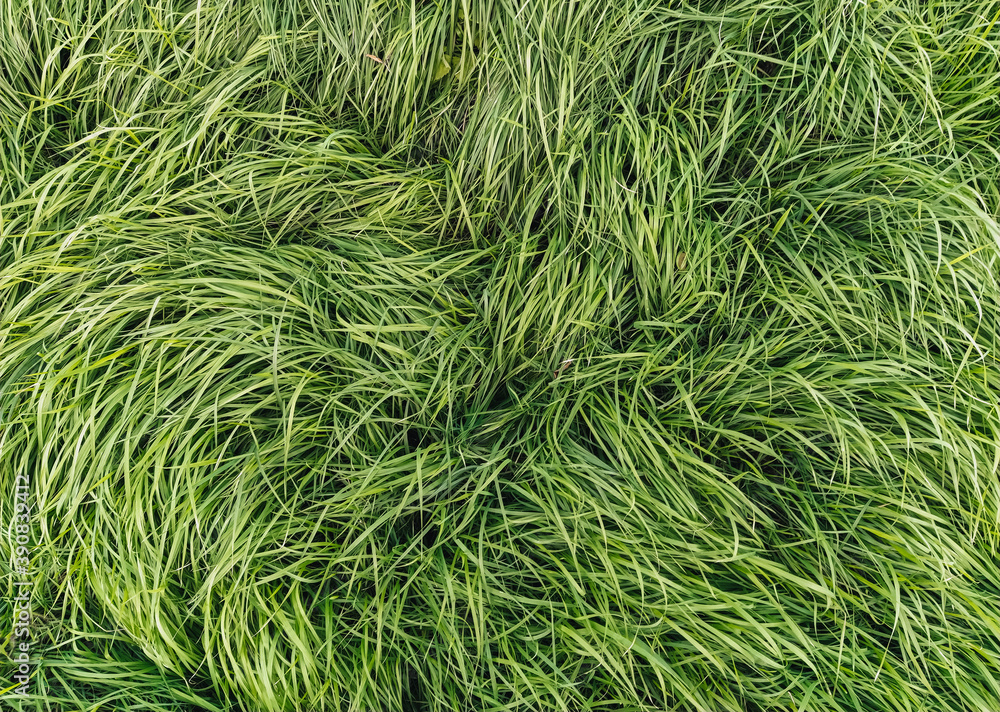 Texture, background of long, tall green grass close-up. Photography, copy space. Texture, background of long, tall green grass close-up. Photography, copy space.