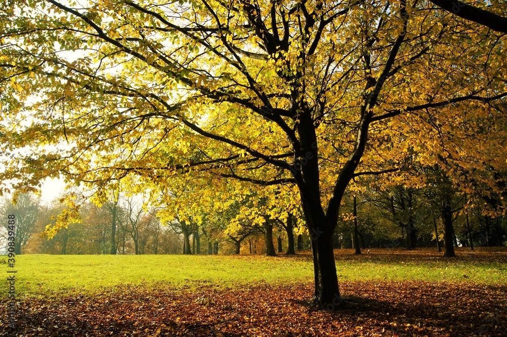 Fototapeta premium autumn tree in the park