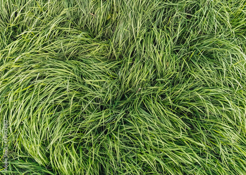 Texture, background of long, tall green grass close-up. Photography, copy space.