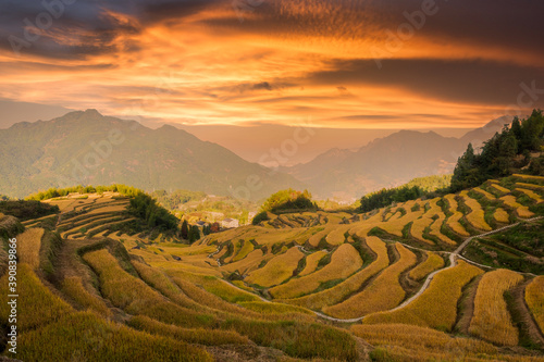 the paddy terrace in sunset