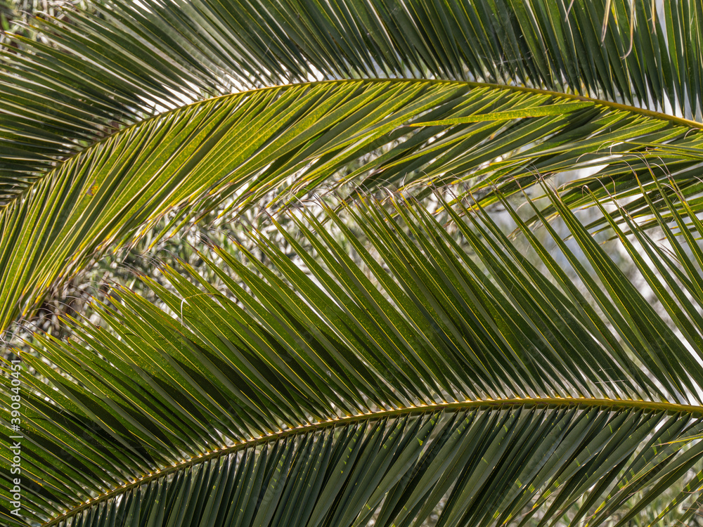 Fototapeta premium jungle palm tree foliage providing sun shade from the mid day sun and cover