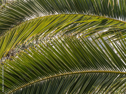 jungle palm tree foliage providing sun shade from the mid day sun and cover