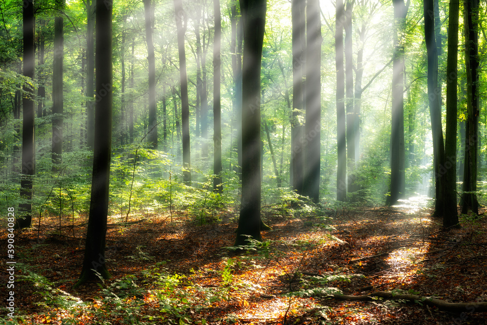 Fototapeta premium Beautiful sunny morning in magic forest