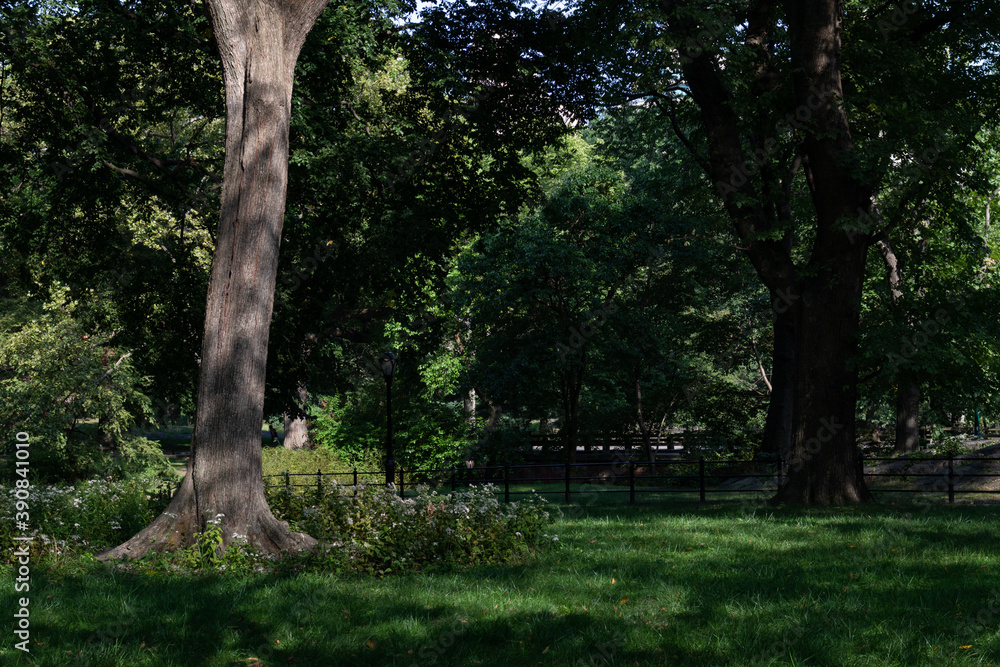 Green Grass and Trees providing Shade at Central Park in New York City during Summer Green Grass and Trees providing Shade at Central Park in New York City during Summer