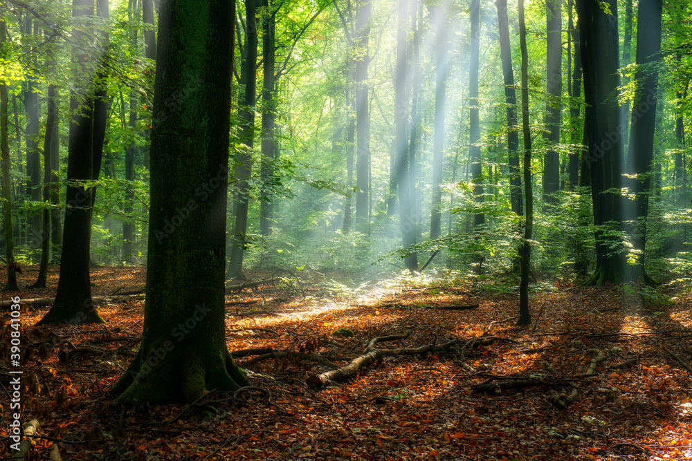 Obraz premium Beautiful sunny morning in magic forest