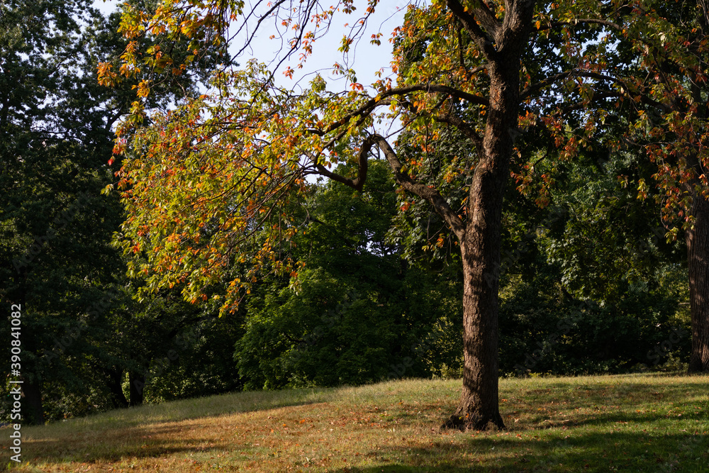 Naklejka premium Tree with Changing Colored Leaves before Autumn in Central Park of New York City
