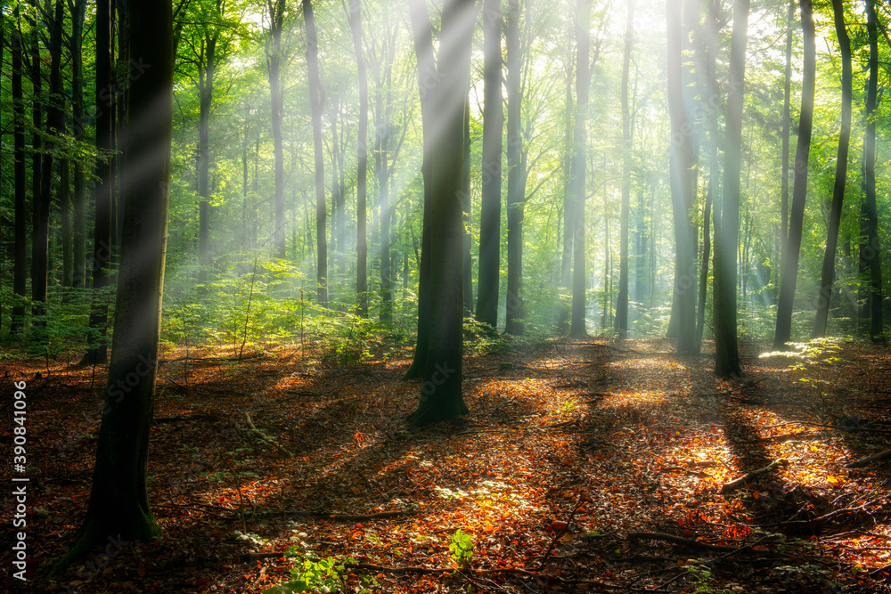 Beautiful sunny morning in magic forest Beautiful sunny morning in magic forest