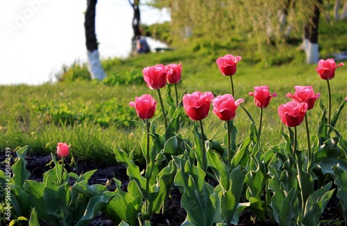 Wallpaper Mural Red tulips bloom on the Bank of a pond in a city Park on a summer evening Torontodigital.ca