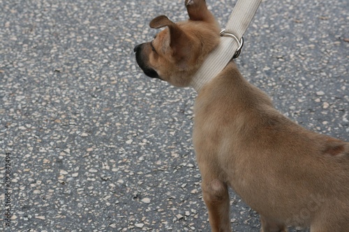Fototapeta Naklejka Na Ścianę i Meble -  Cropped downward shot of a brown puppy being held by a leash