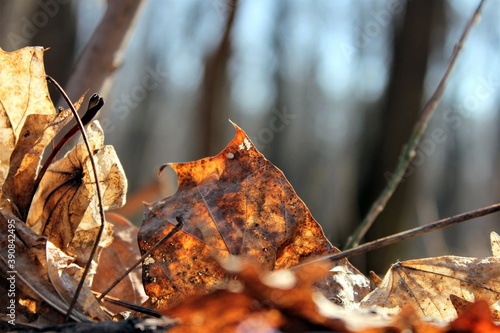 Wallpaper Mural Dry fallen leaves in the autumn forest on a Sunny day Torontodigital.ca
