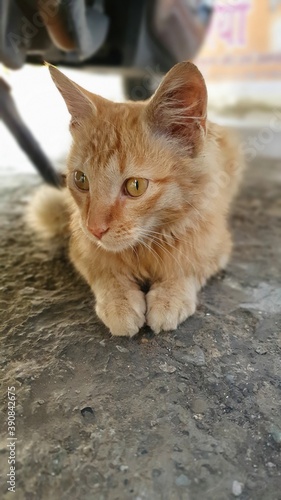 Orange Cat sitting on the ground and looking away