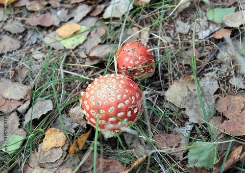 Wallpaper Mural Fly agaric mushrooms grow in the autumn forest Torontodigital.ca