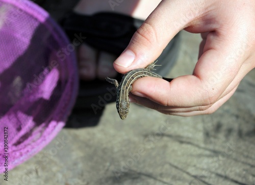 Wallpaper Mural A small lizard sits in the hand Torontodigital.ca