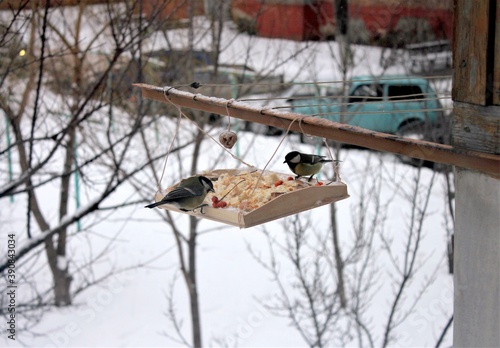 Wallpaper Mural Titmice eat from a feeder on a Sunny winter day Torontodigital.ca