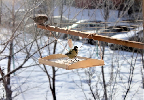 Wallpaper Mural Sparrow and tit eat from the feeder on a Sunny winter day Torontodigital.ca