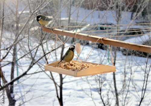 Wallpaper Mural Titmice eat from a feeder on a Sunny winter day Torontodigital.ca