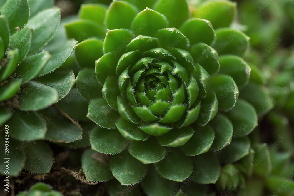 Green leaves of succulents with thorns, macro close-up, natural background Green leaves of succulents with thorns, macro close-up, natural background